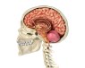 The Secret of Chronic Pain Could Lie in the Skull