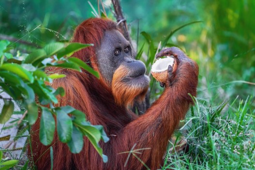How Social Learning Keeps Orangutans Fed