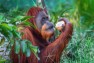 How Social Learning Keeps Orangutans Fed