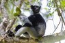 Singing Lemurs Borrow a Trick From Opera Singers