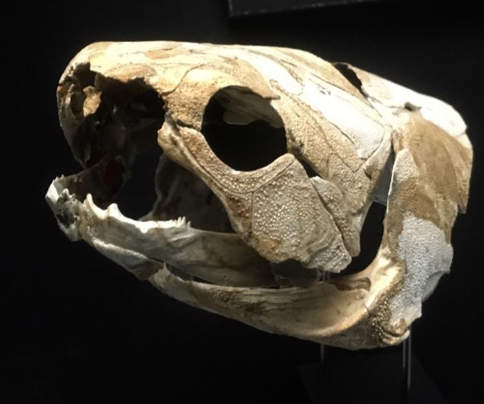 Ancient, Armored Fishes Crushed Jaw Evolution