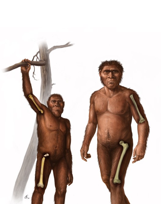 The Story of Walking Upright is Written in the Bones of Our Ancestors