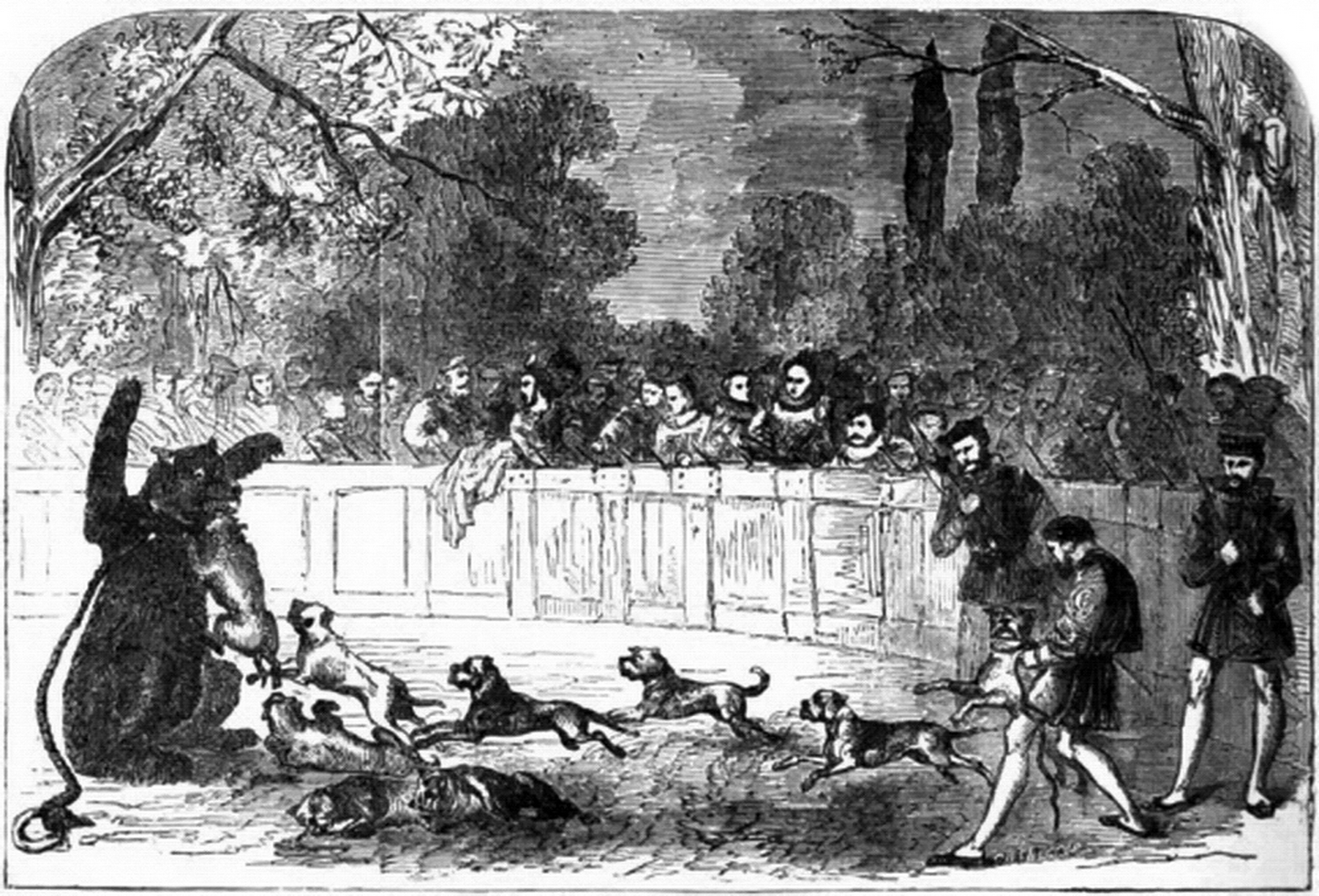 The Brutal Origins of Bear-Baiting