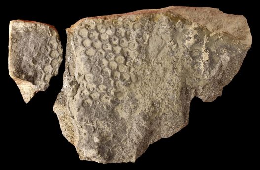What’s Creating These Mysterious Seafloor Hexagons?