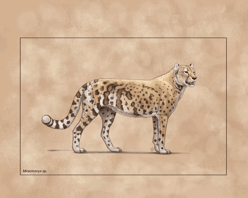 The Extinct “American Cheetah” Wasn’t a Cheetah After All