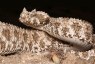 This Snake’s Tail Has a Fake “Spider” at the Tip