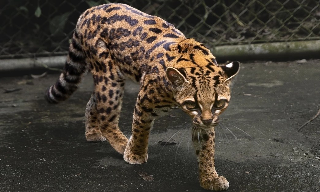 This Stray Cat Turned Out to Be the First New Cat Species Discovered in Over a Century
