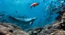 This Dolphin Steals from Fish for Its Meals