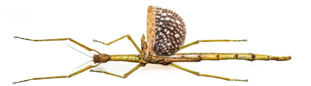 Two Big Stick Insect Species Emerge from Australia