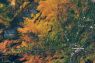 Let’s Do Some Leaf-Peeping From Space