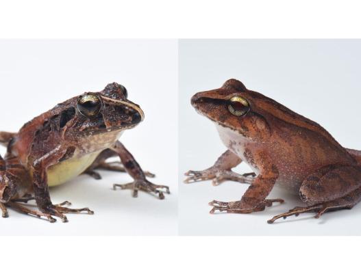 Frogs Wear Bacterial Armor to Defend Against Fungus