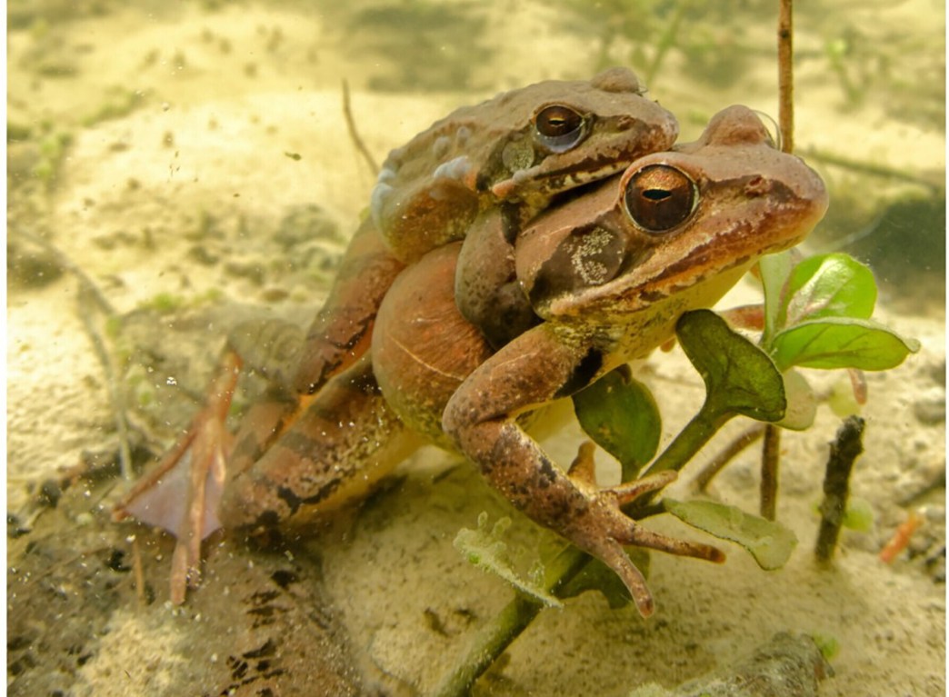 Male Sex-Reversed Frogs Hold Their Own in Fertility Competitions