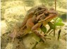 Male Sex-Reversed Frogs Hold Their Own in Fertility Competitions