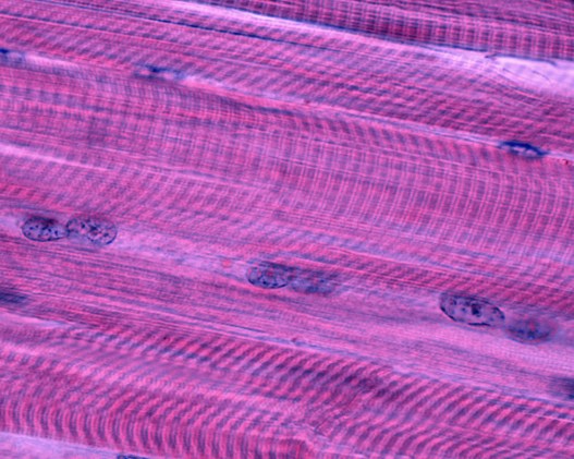 Aging Muscle Has a Hidden Molecular Switch