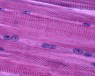 Aging Muscle Has a Hidden Molecular Switch