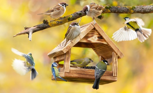 What Bird Feeding Has to Do with Happiness