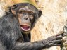 Chimps Have Accents, Too