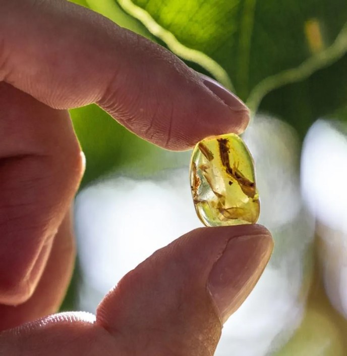 Behold a Prehistoric Lizard Tail Trapped in Amber