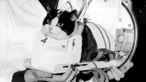 63 Years Ago This Week, Félicette Became the First Cat in Space