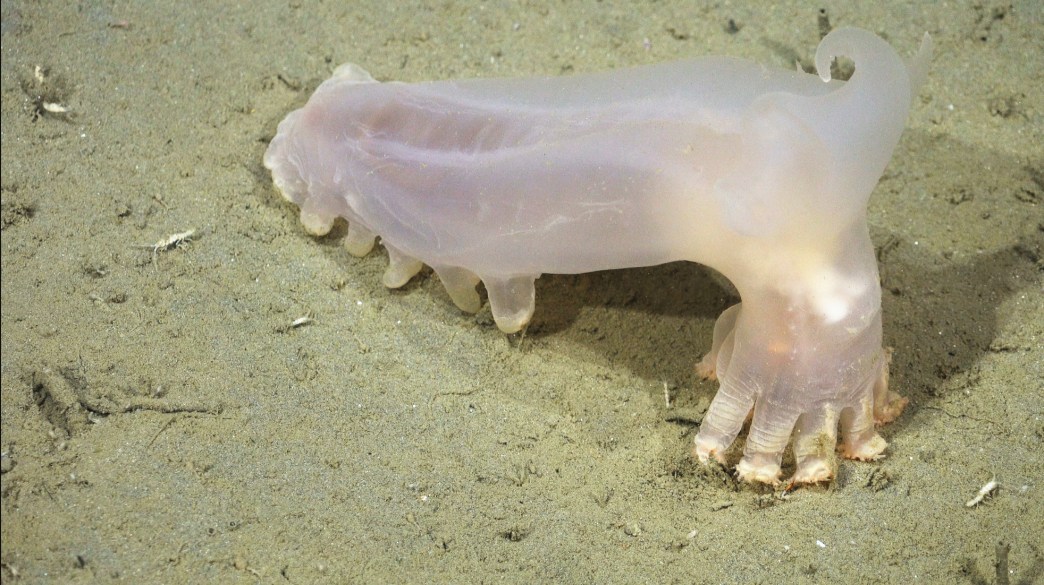 Meet Loki the Sea Cucumber, One of 57 Newly Discovered Deep-Sea Species