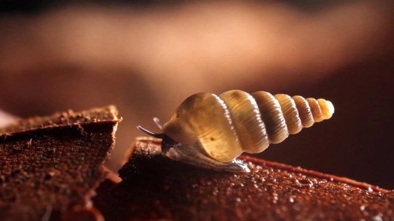 These New Snails Can Slam Shut Their Shells Like Doors