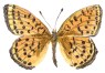 To See the World Through a Kaleidoscope of Butterflies