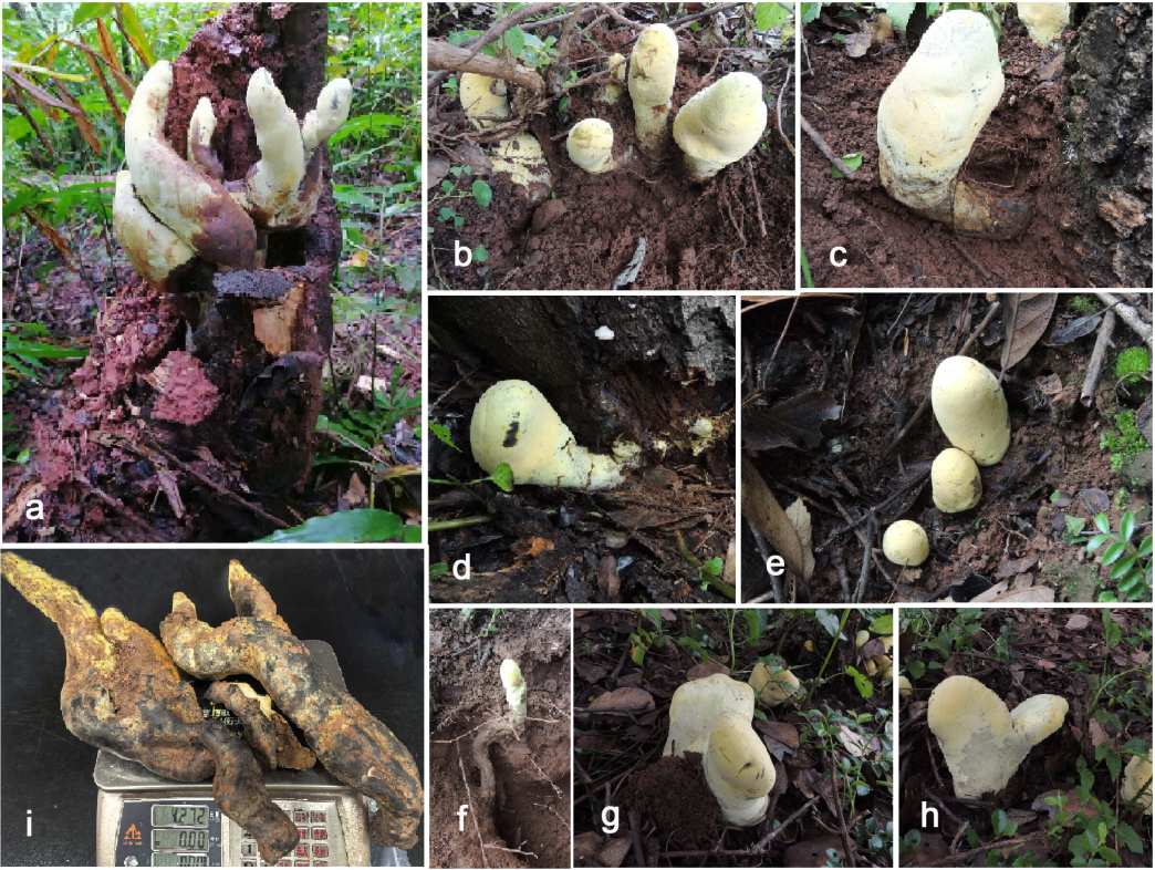 After Dinosaurs Died, a Massive Fungus Inherited the Forests