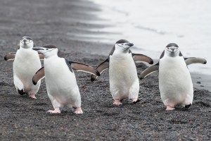 The World’s Largest Penguin Colony Suffers Catastrophic Loss