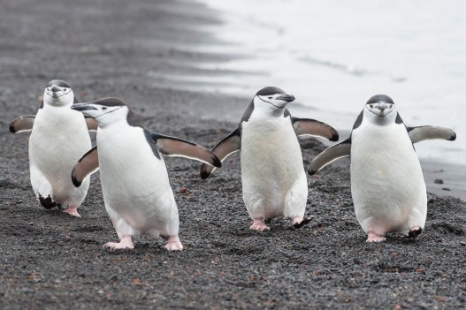 The World’s Largest Penguin Colony Suffers Catastrophic Loss