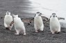 The World’s Largest Penguin Colony Suffers Catastrophic Loss