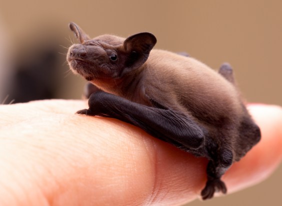 Mother Bats’ Hearts Quicken When They Hear Baby’s Cries