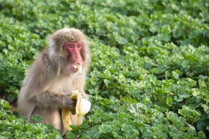 Primates Also Become Germophobes After Living Through a Viral Outbreak