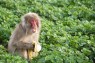 Primates Also Become Germophobes After Living Through a Viral Outbreak