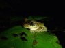 When Frog Eyes Are Like Fingerprints