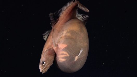 This Fish Is the Kobayashi of the Sea