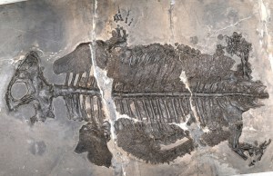 This Prehistoric Creature is the Only Ocean-Dwelling Amphibian Ever Discovered
