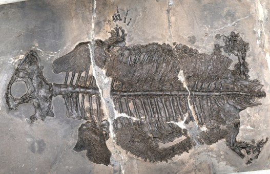 This Prehistoric Creature is the Only Ocean-Dwelling Amphibian Ever Discovered