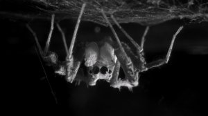 How Jumping Spiders Sleep