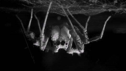 How Jumping Spiders Sleep