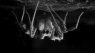 How Jumping Spiders Sleep