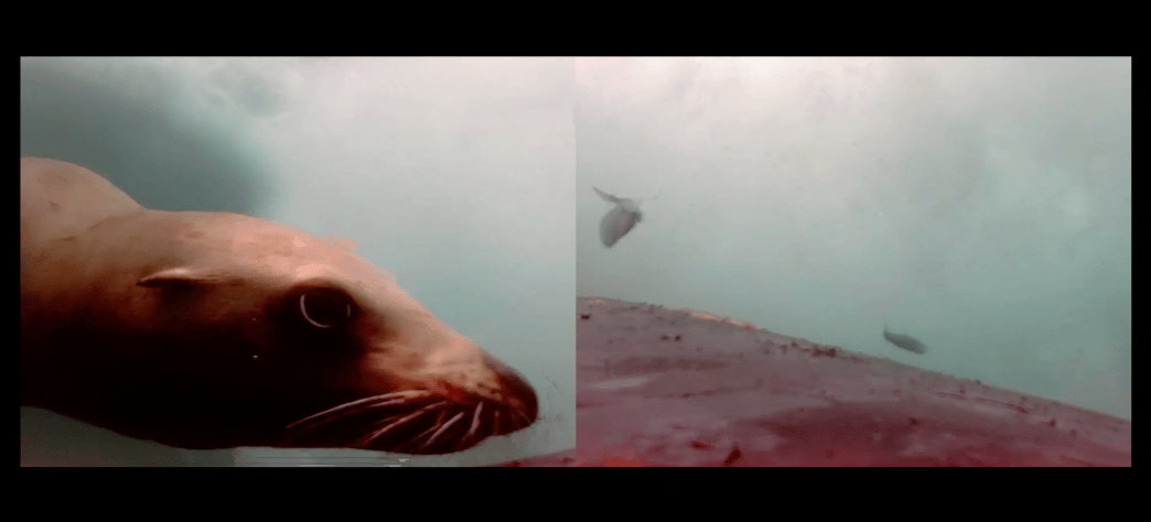 Watch Humpback Whales Team Up With Sea Lions to Hunt
