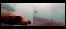 Watch Humpback Whales Team Up With Sea Lions to Hunt