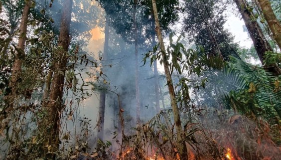 Our Planet’s Lungs Are Suffering
