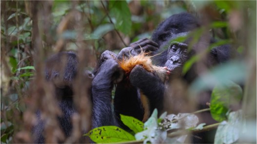 Hunting is for Girls—at Least Among Bonobos
