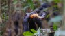 Hunting is for Girls—at Least Among Bonobos