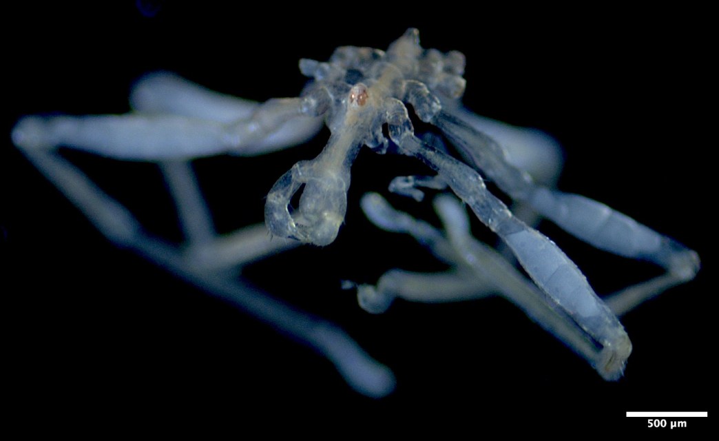 There’s a New Sea Spider in Town