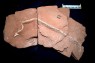 A New Fossil Hints at the Surprising Origins of Snakes