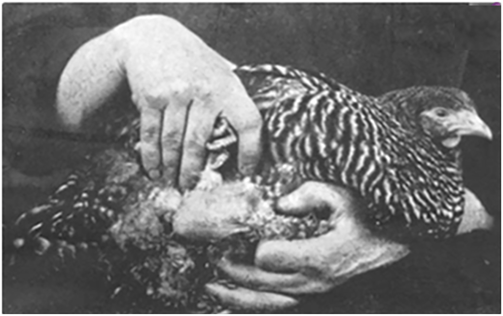 How a Sick Chicken Revolutionized Cancer Research