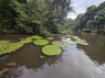 This Giant Waterlily Species Was Discovered Via Instagram