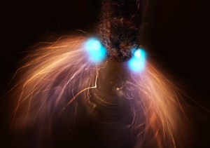 Can You Recognize the Subject of This Year’s Microscopic Photography Contest Winner?